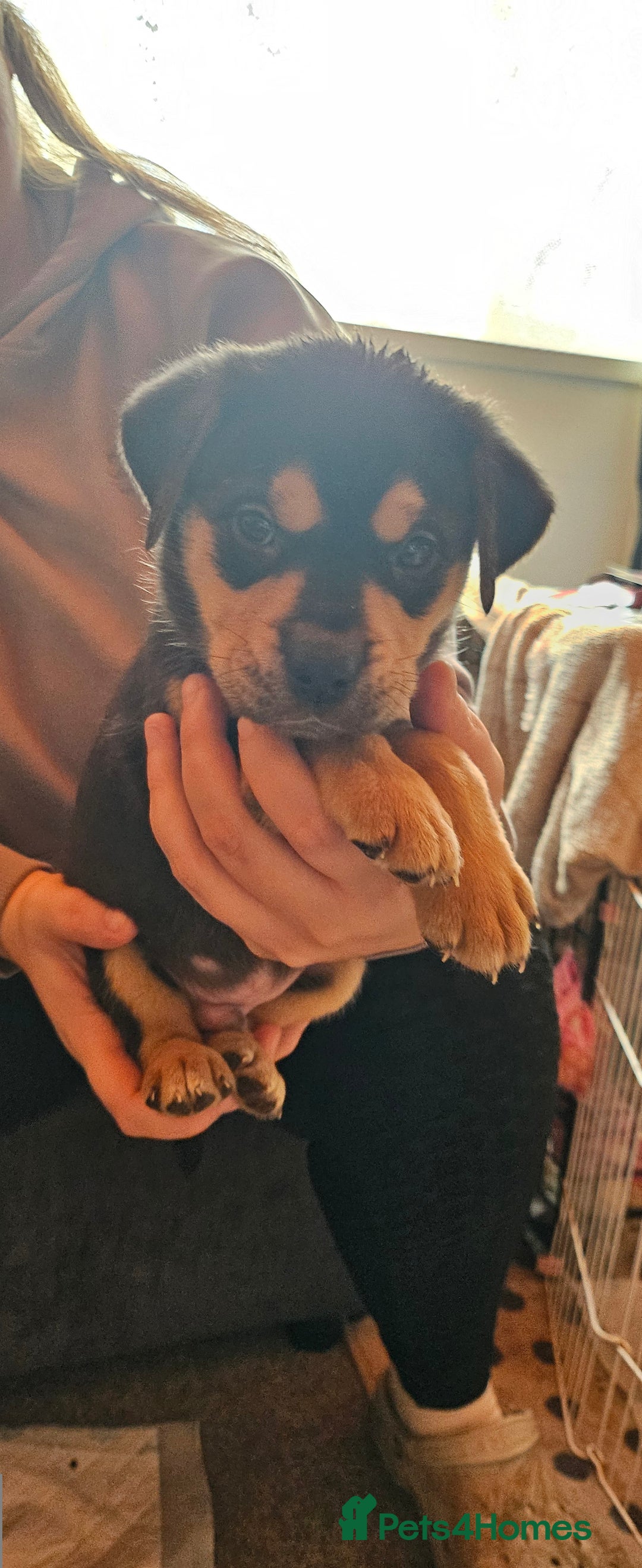 Mixed Breed dogs for sale: Puppies for sale - Advert 16