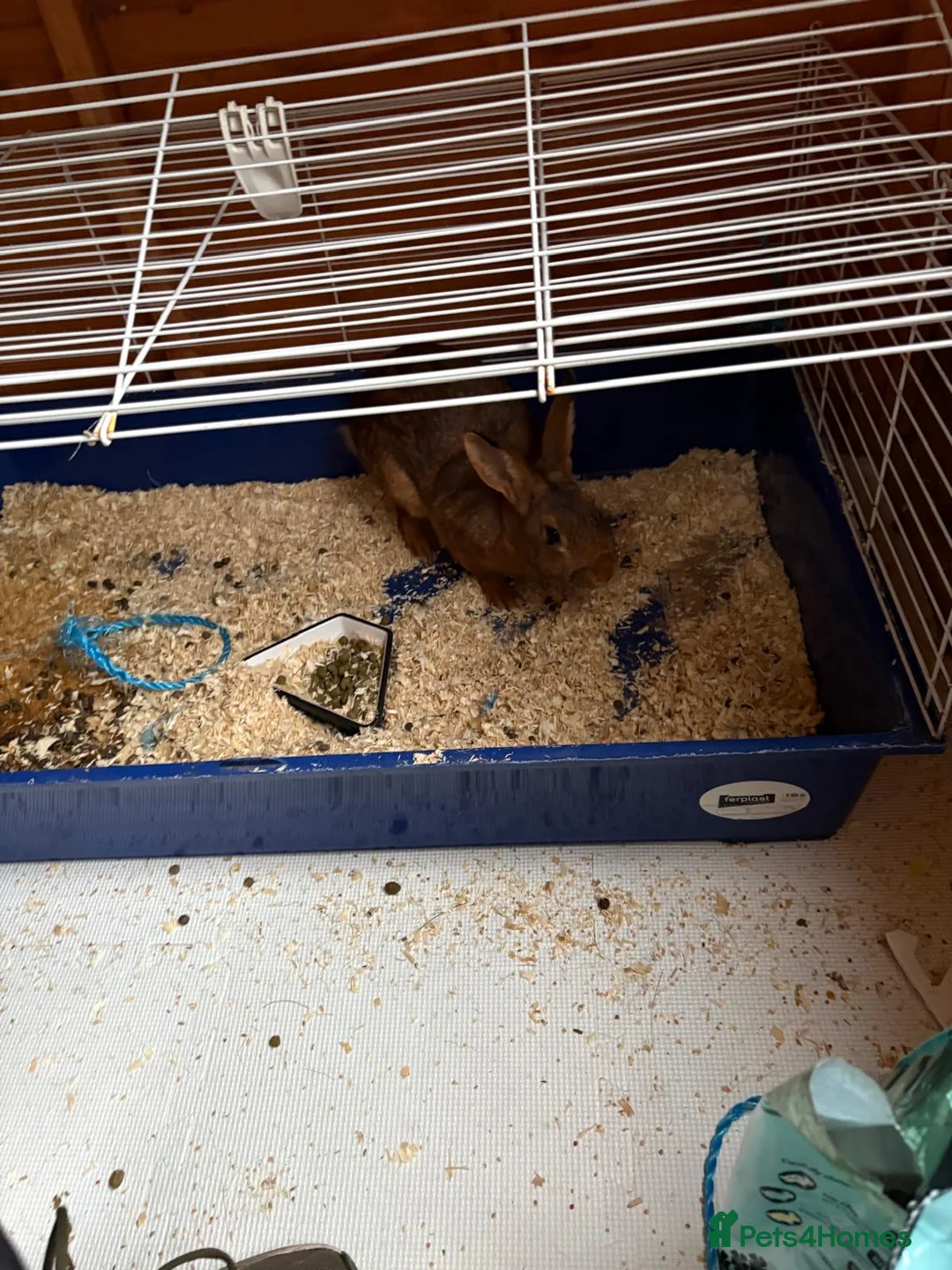 Belgian Hares rabbits for sale: Belgian hare  - Advert 2