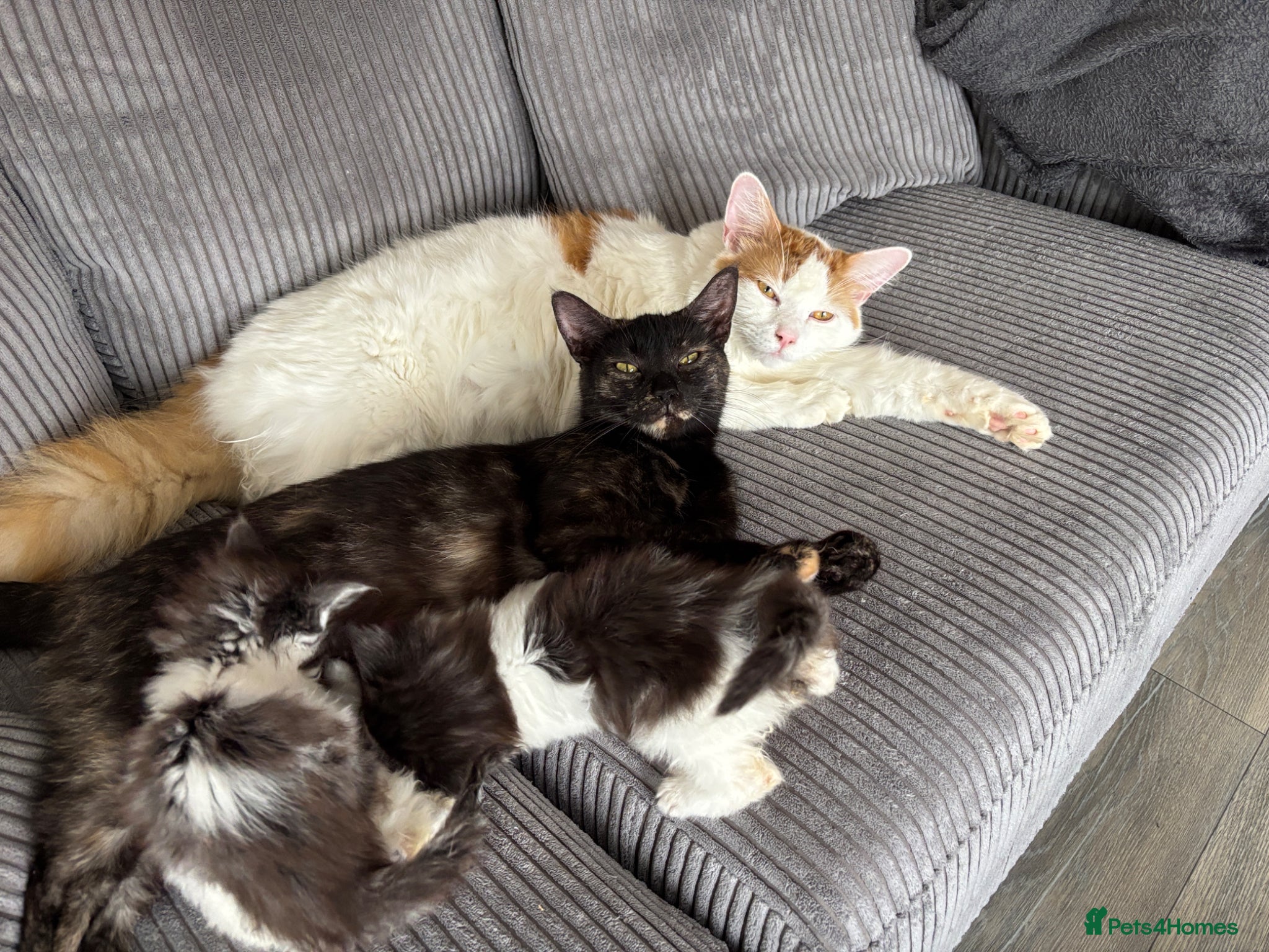 Turkish Van cats Turkish van, Maine coon mix - Advert 1