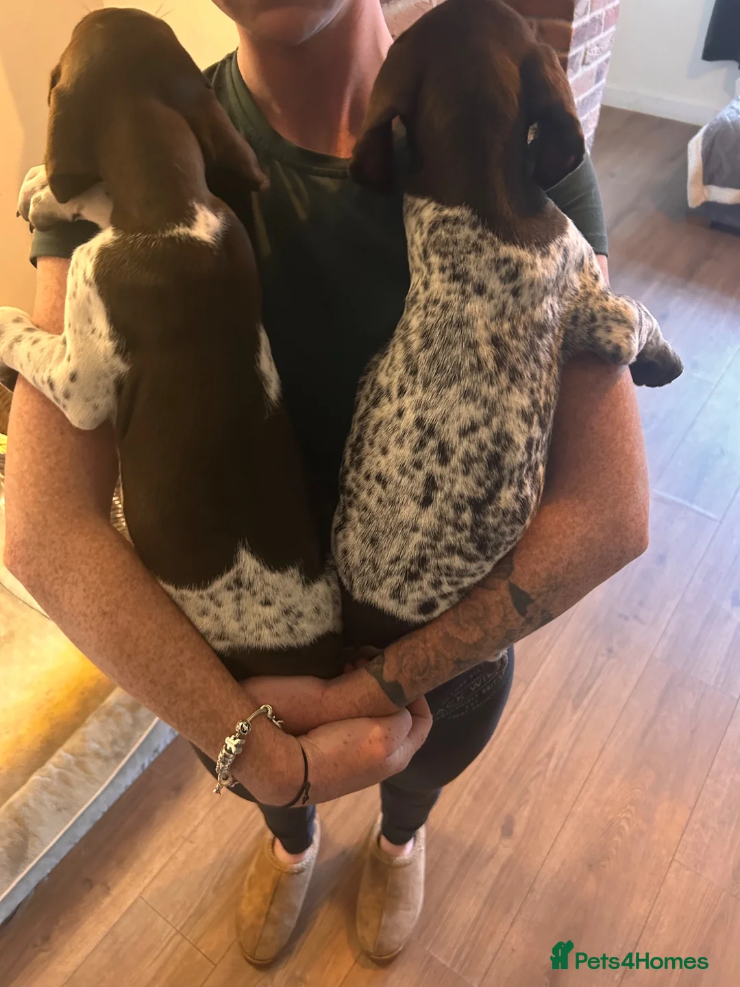German Shorthaired Pointer dogs for sale: german shorthaired pointer puppies - Advert 7