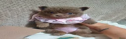 Pomeranian dogs for sale: Amazing Tiny lilac pomeranian girls  - Advert 5
