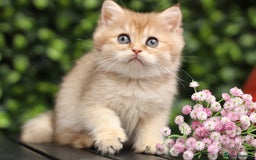 British Shorthair cats for sale: Gorgeous Golden & Blue Golden. Ready now! - Image 1