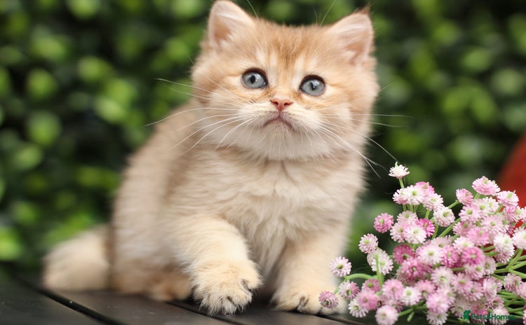 British Shorthair cats - Advert 2