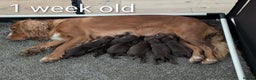 Cocker Spaniel dogs for sale: Chocolate/Chocolate Tan working cocker pups - Advert 10