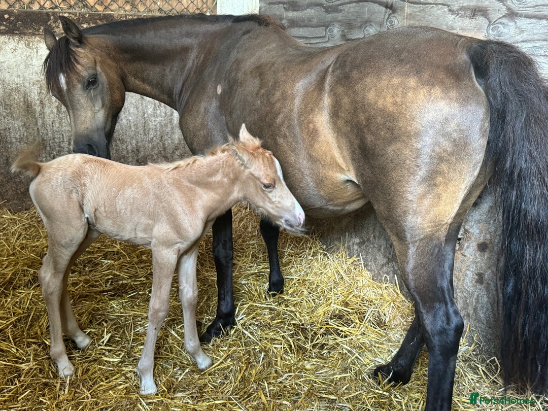 Welsh Section B horses for sale: sad sale of the most beautiful little dun mare! - Image 10