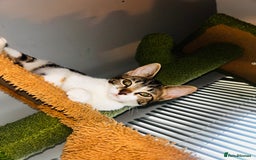 British Shorthair cats for sale: Two beautiful sisters cats  - Advert 4