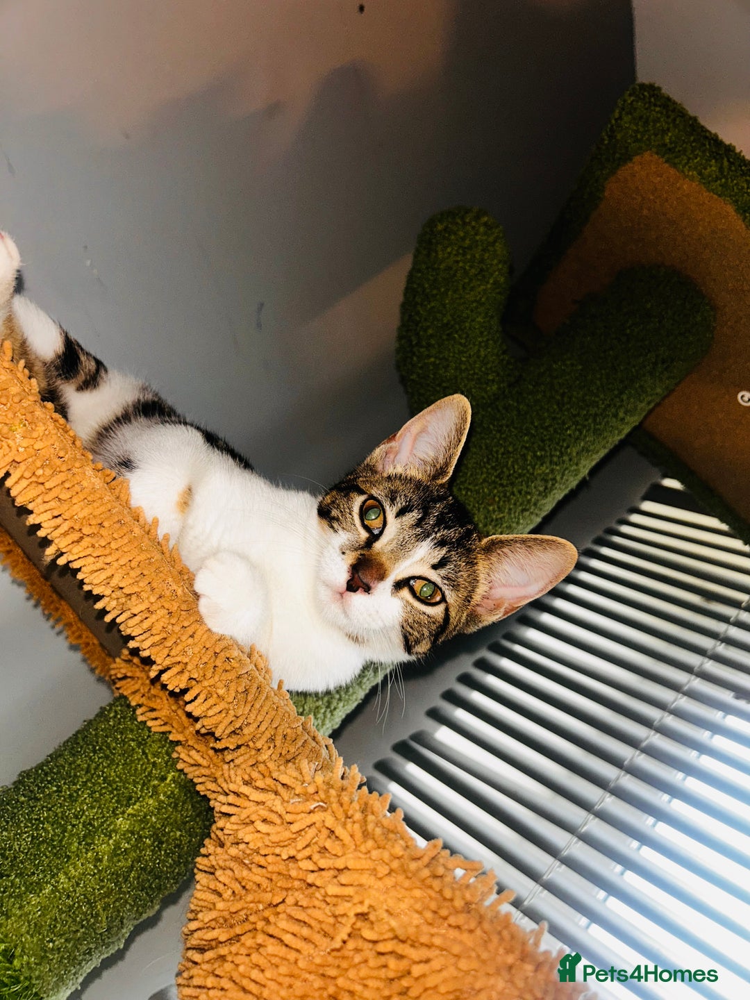 British Shorthair cats for sale: Two beautiful sisters cats  - Advert 4