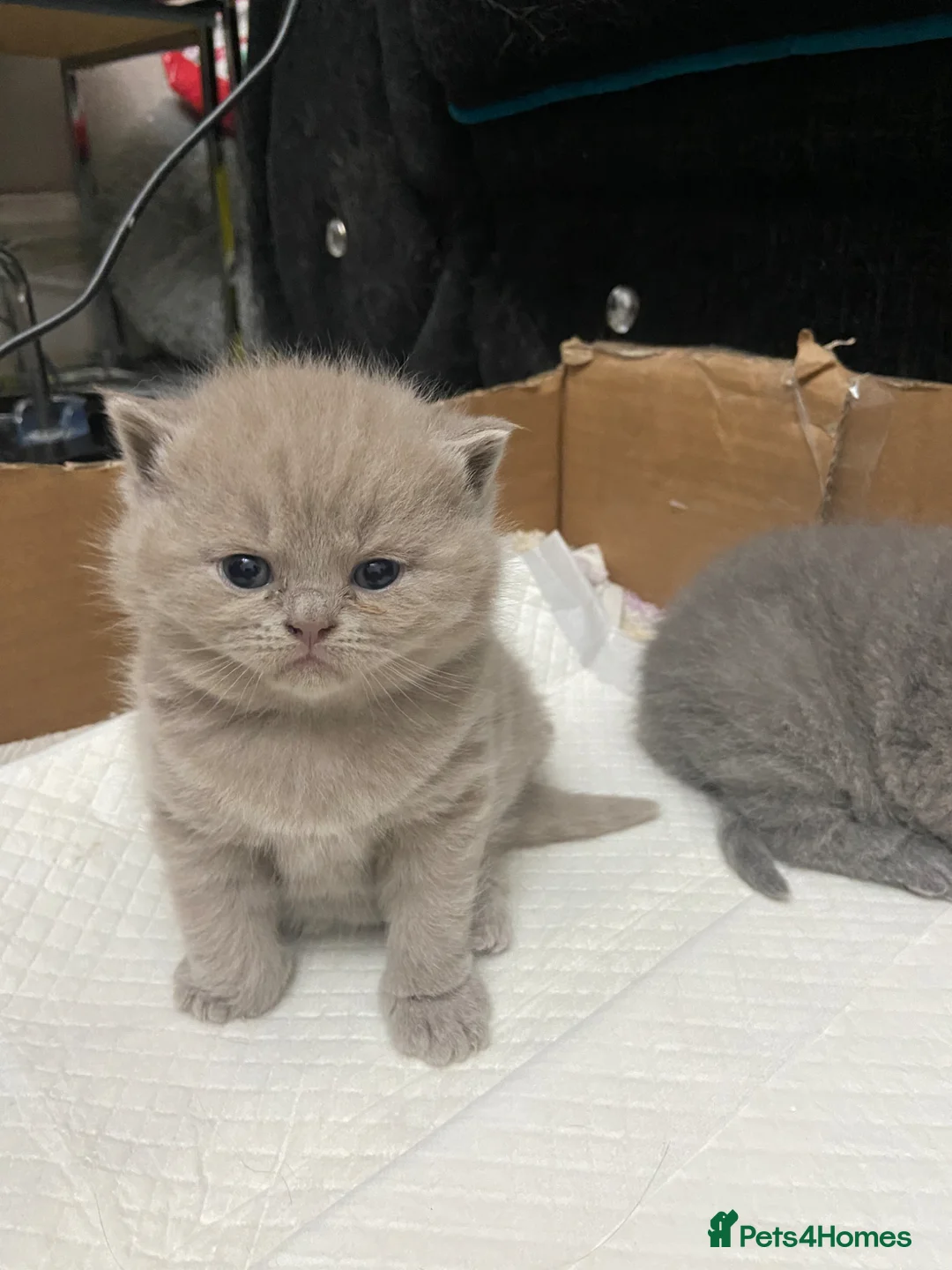 British Shorthair cats for sale: British shorthair  - Advert 6