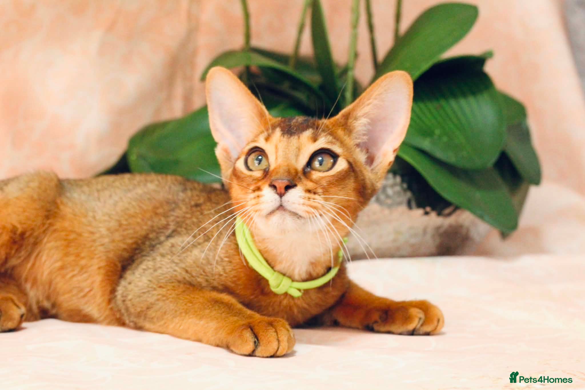 Abyssinian cats Pure breed Abyssinian kitten GCCF registered  - Advert 2