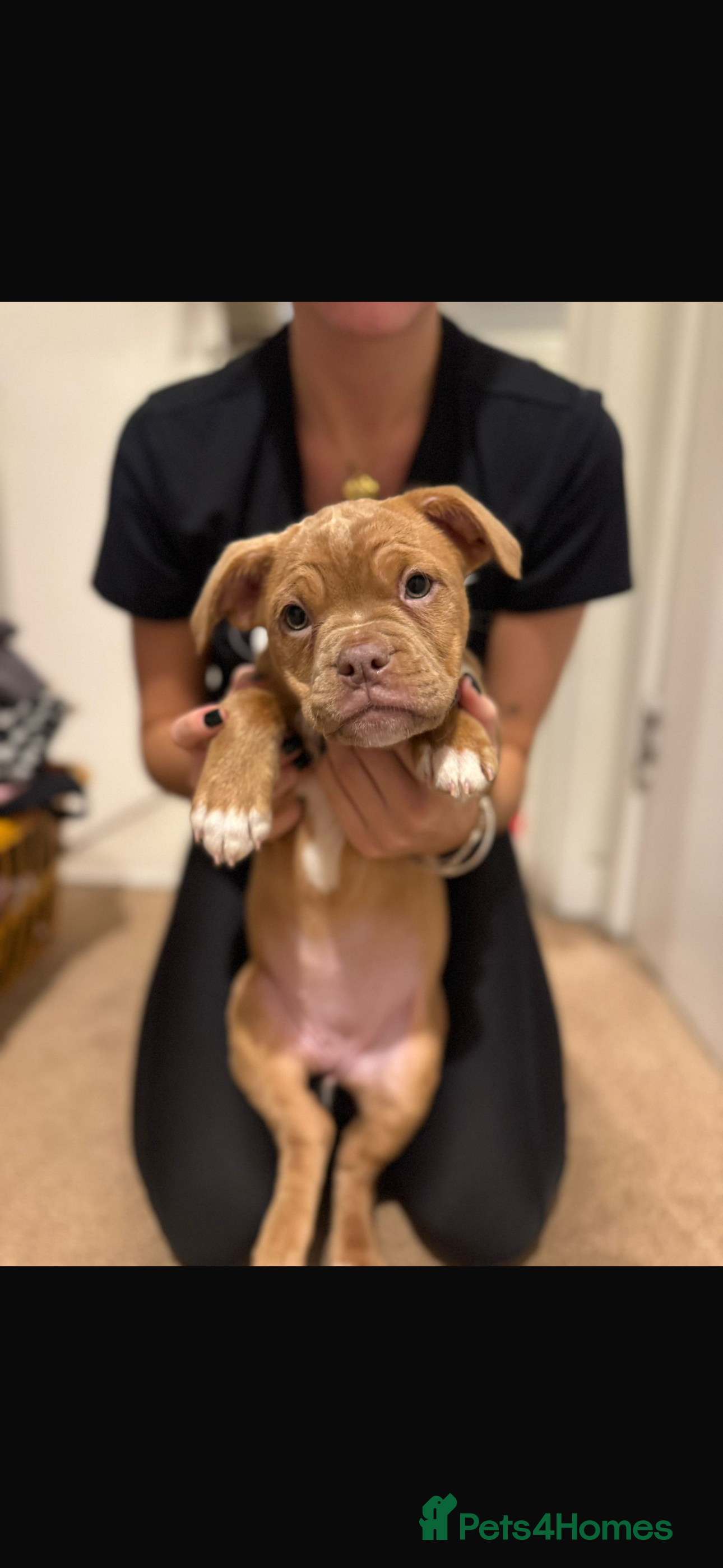 Mixed Breed dogs Beautiful old tyme bulldog puppies  ❤️ - Advert 3