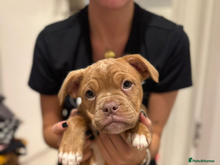 Mixed Breed dogs Beautiful old tyme bulldog puppies ❤️ - Advert 3