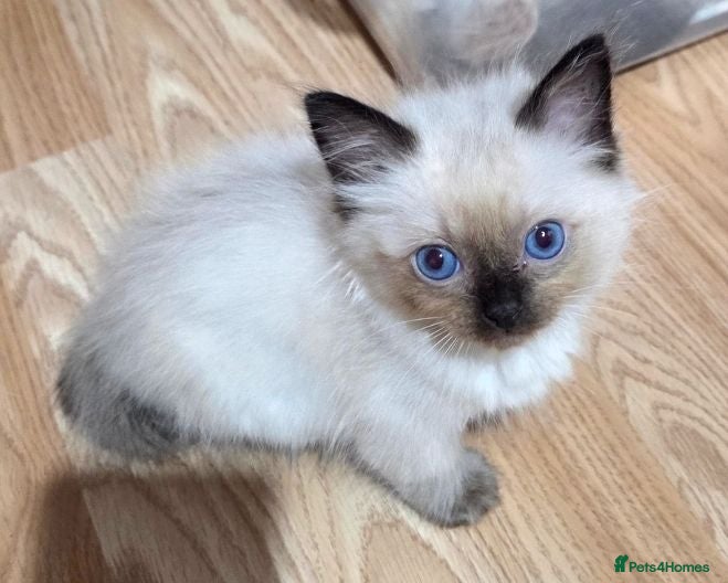 Ragdoll cats Purebred Ragdoll Kittens, Ready to Go - Advert 3