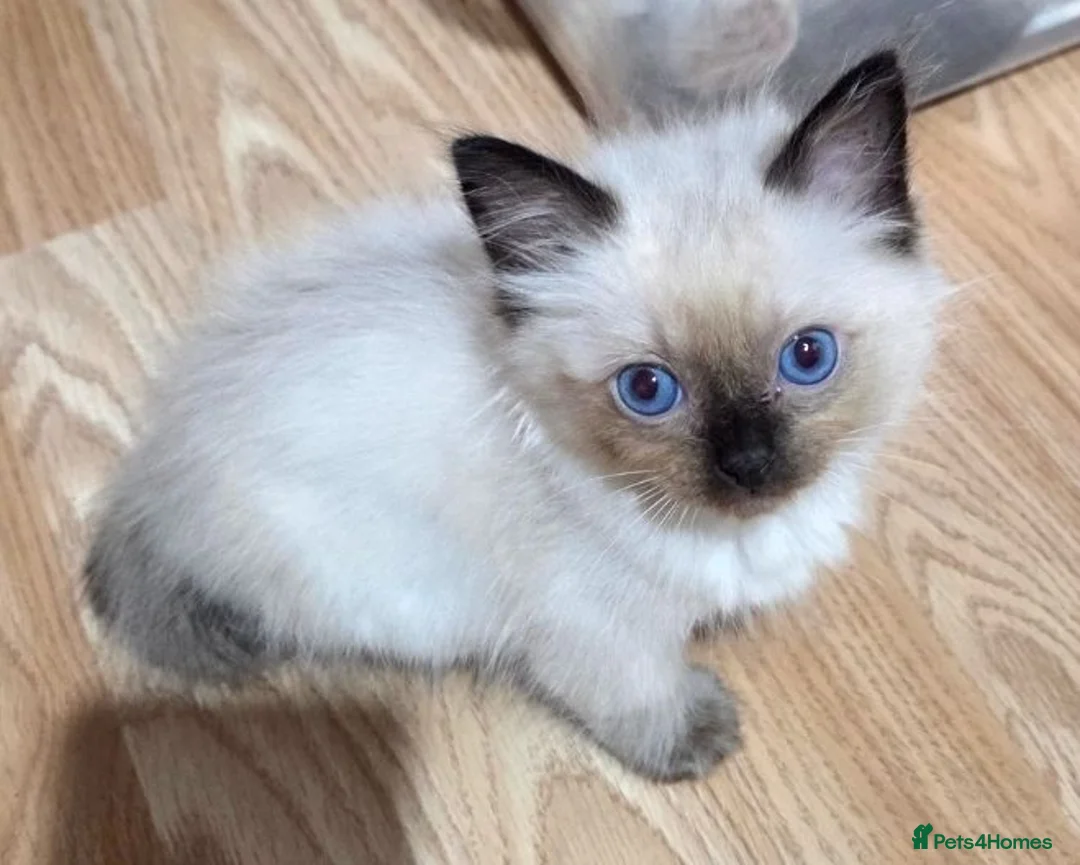 Ragdoll cats for sale: Purebred Ragdoll Kittens, Ready to Go - Advert 1