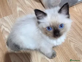 Ragdoll cats Purebred Ragdoll Kittens, Ready to Go - Advert 3