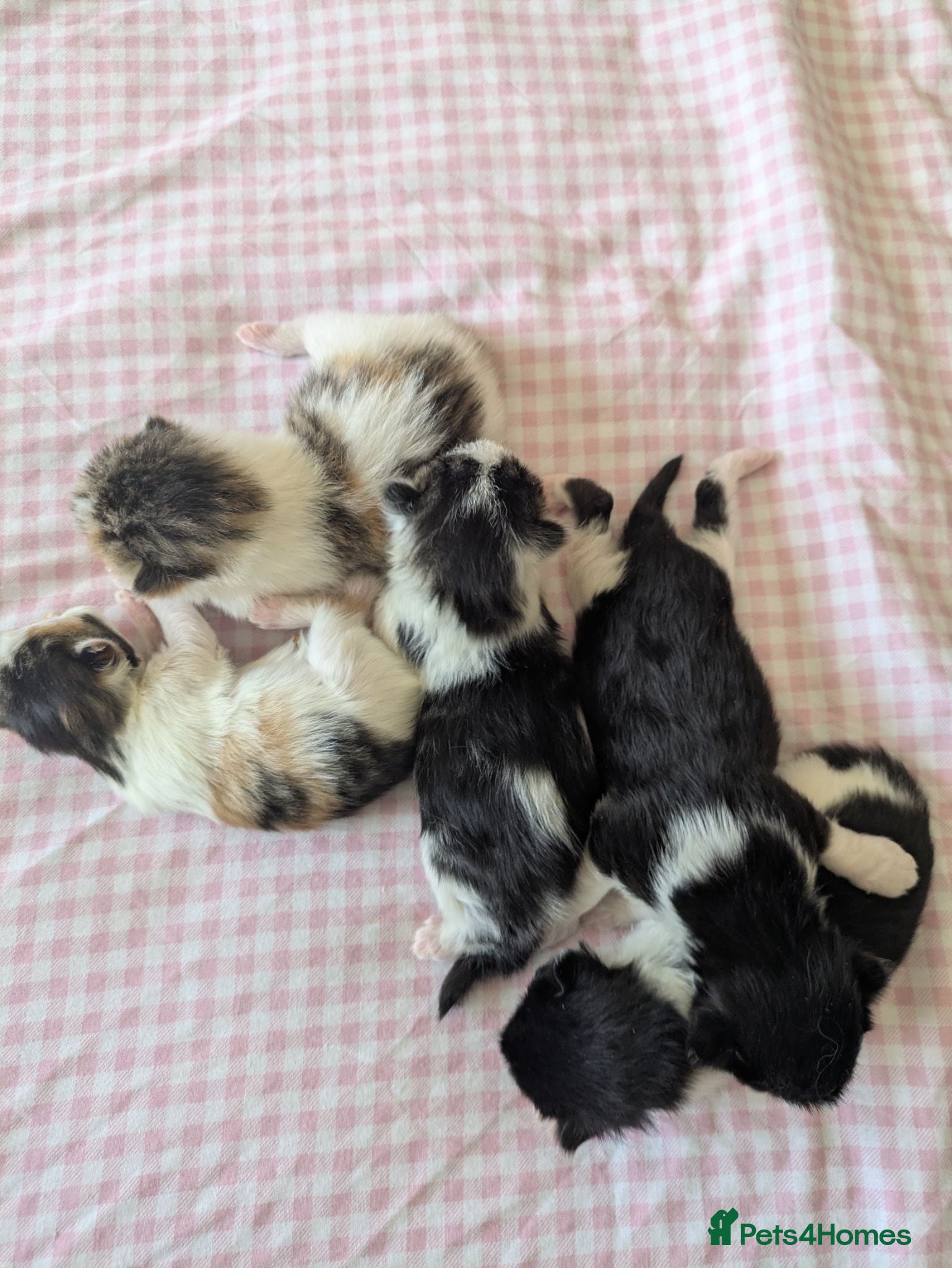 Mixed Breed cats Five Beautiful kittens  - Advert 1