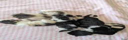 Mixed Breed cats for sale: Five Beautiful kittens  in Billingham - Advert 1