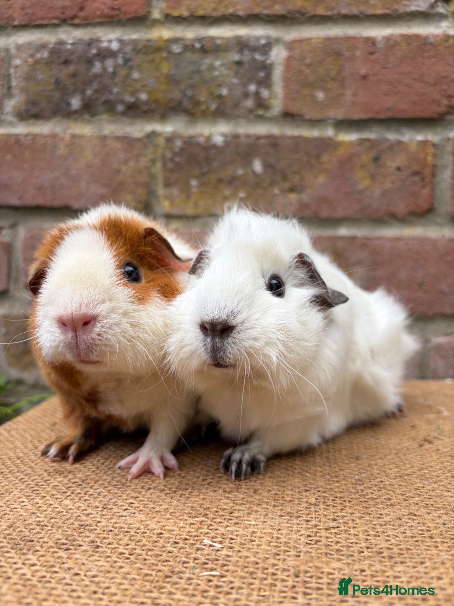 Guinea Pig rodents Beautiful pair of sows  - Advert 2