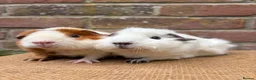 Guinea Pig rodents for sale: Beautiful pair of sows  - Advert 1