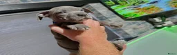 Staffordshire Bull Terrier dogs for sale: Blue Staffordshire Bull Terrier Champion Pups  - Advert 8