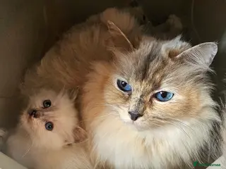 Ragdoll cats ragdoll kittens 😸 - Advert 9