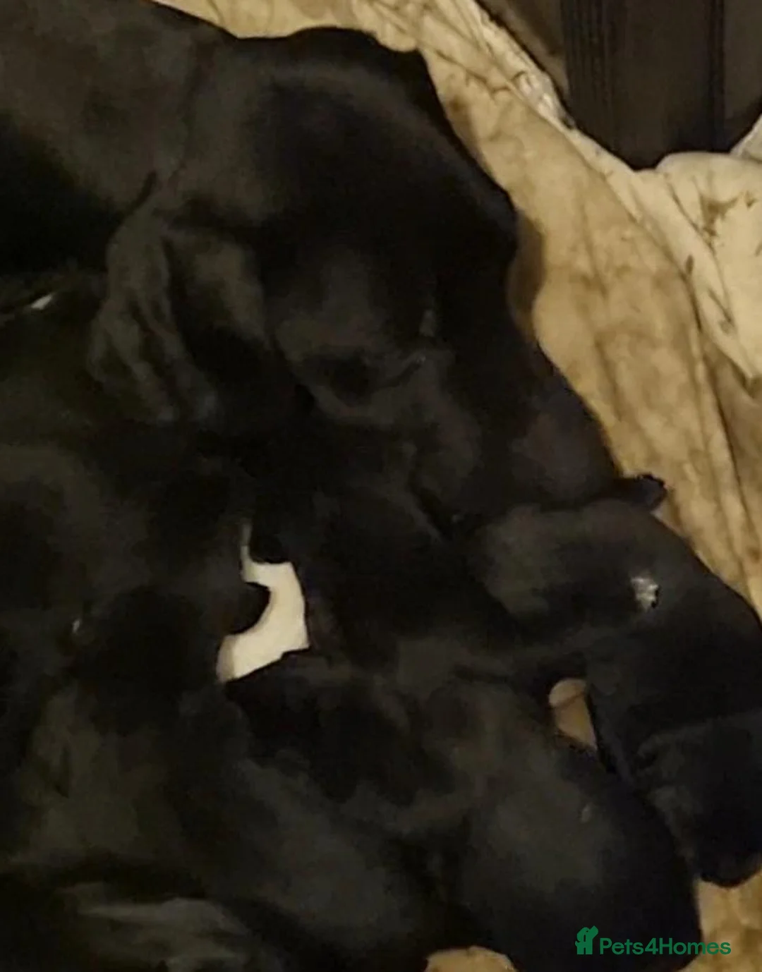 Mixed Breed dogs for sale: German Shorter x Labrador Pups - Advert 4