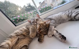 British Shorthair cats for sale: PERSIAN CHINCHILLA/BRITISH SHORTHAIR - Image 1