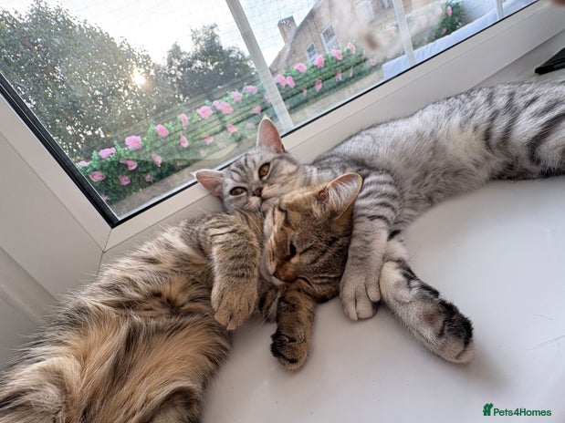 British Shorthair cats - Advert 15