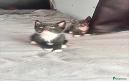 Mixed Breed cats for sale: Adorable 5 Kittens Looking for Forever Homes 🐾 - Image 11