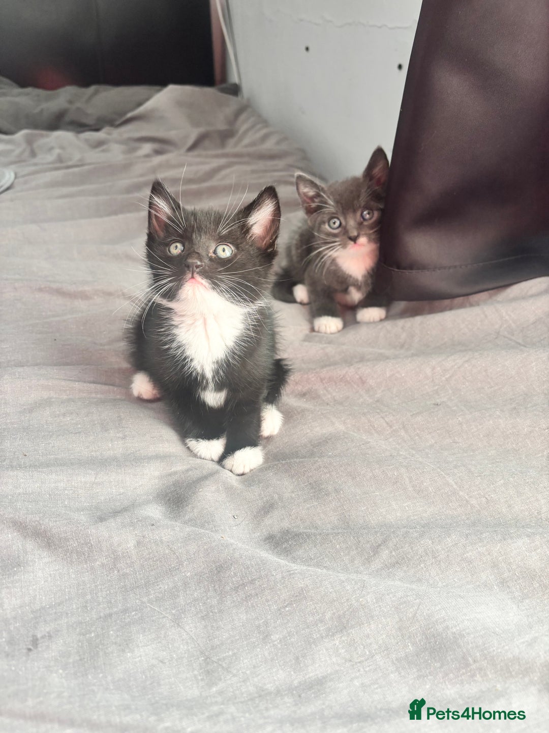 Mixed Breed cats for sale: Adorable 5 Kittens Looking for Forever Homes 🐾 - Image 11