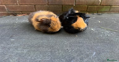 Guinea Pig rodents - Advert 14