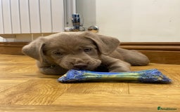 Labrador Retriever dogs for sale:  Ready for collection from today 🩶💚🩶   - Image 32