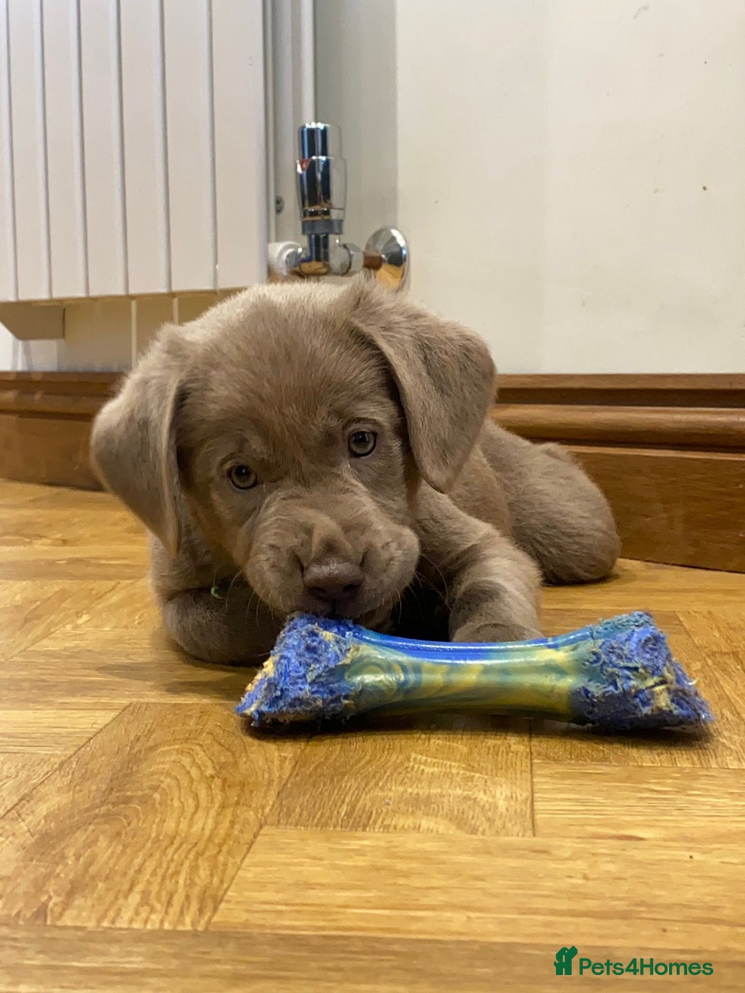 Labrador Retriever dogs for sale:  Ready for collection from today 🩶💚🩶   - Image 32