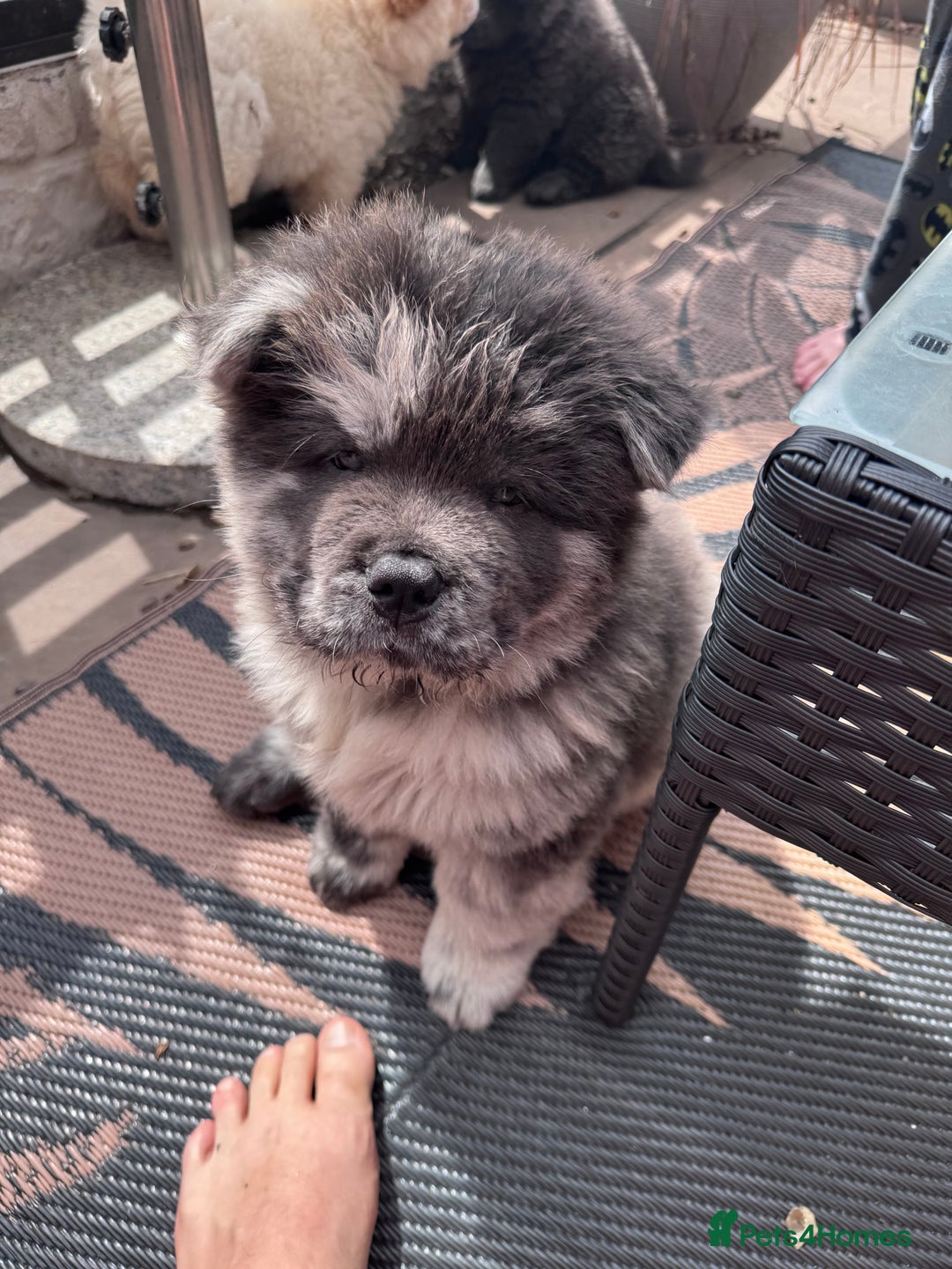 Chow Chow dogs for sale: Last 2 Beautiful chow chow puppies - Image 36
