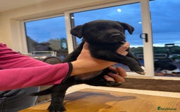 Borador dogs for sale: Collie cross Labrador  - Image 7