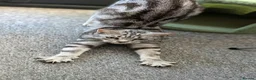 Mixed Breed cats for adoption: Female Cat for Adoption - Advert 4