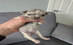 Chihuahua dogs for sale: Stunning merle Chihuahua puppies  - Image 10