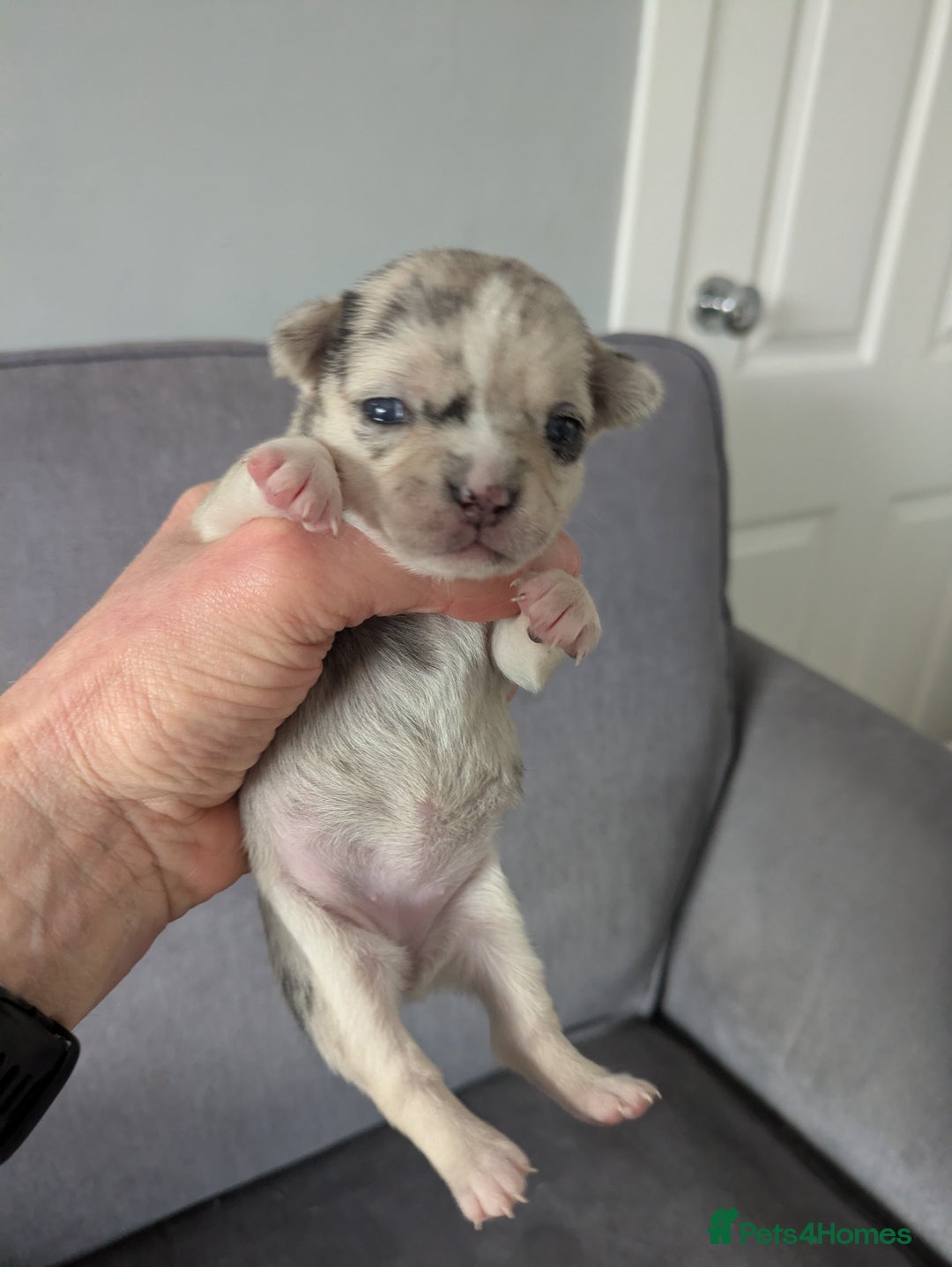 Chihuahua dogs for sale: Stunning merle Chihuahua puppies  - Image 10