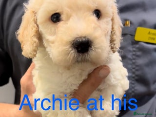 Cockapoo dogs 💙*COCKERPOO BOYS💙 READY NOW in Cheshire*💛🏡 - Advert 9