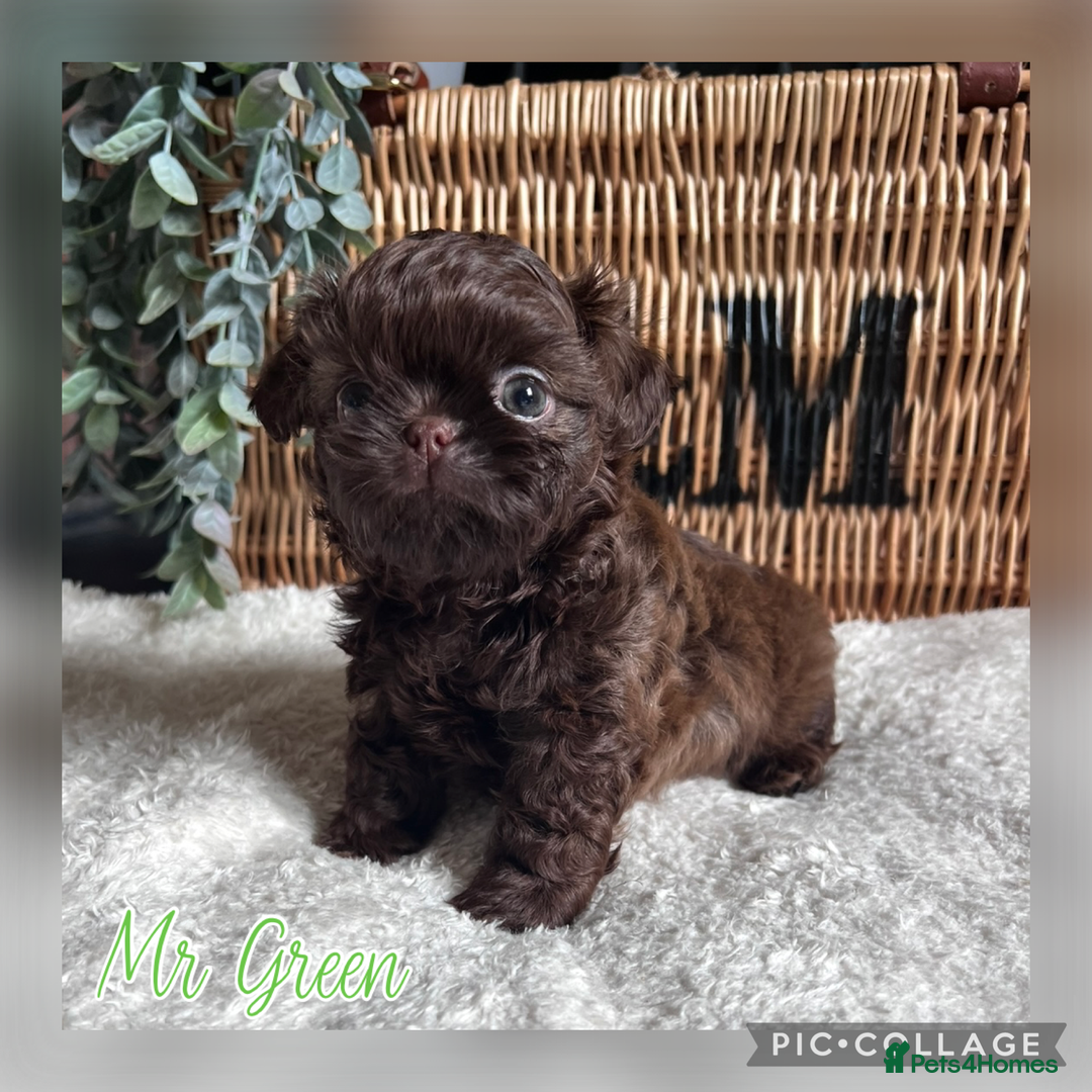 Shih Tzu dogs for sale: Stunning KC chocolate imperial Shihtzu puppies - Image 12