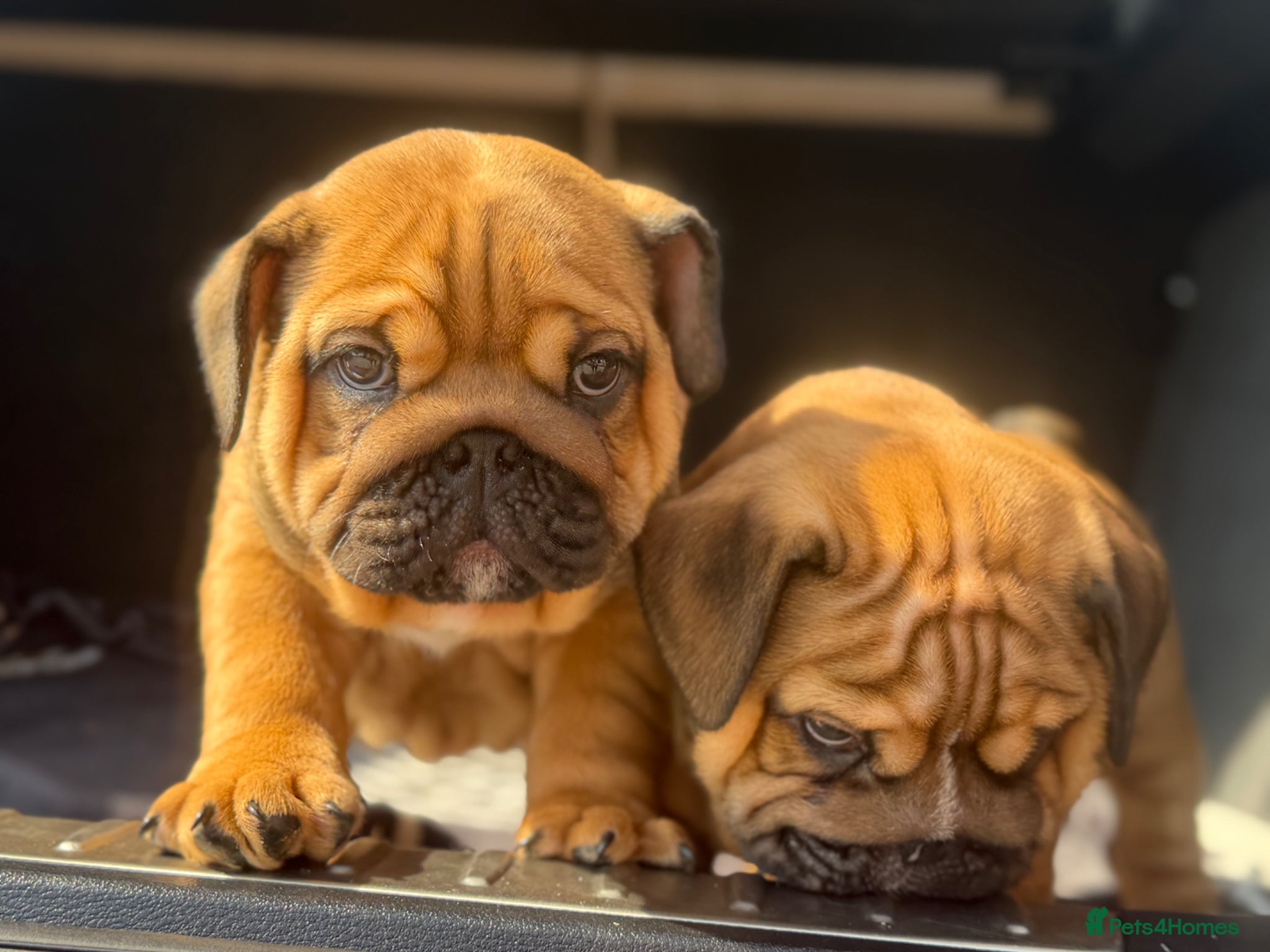 English Bulldog dogs Quality English bulldogs  - Advert 1