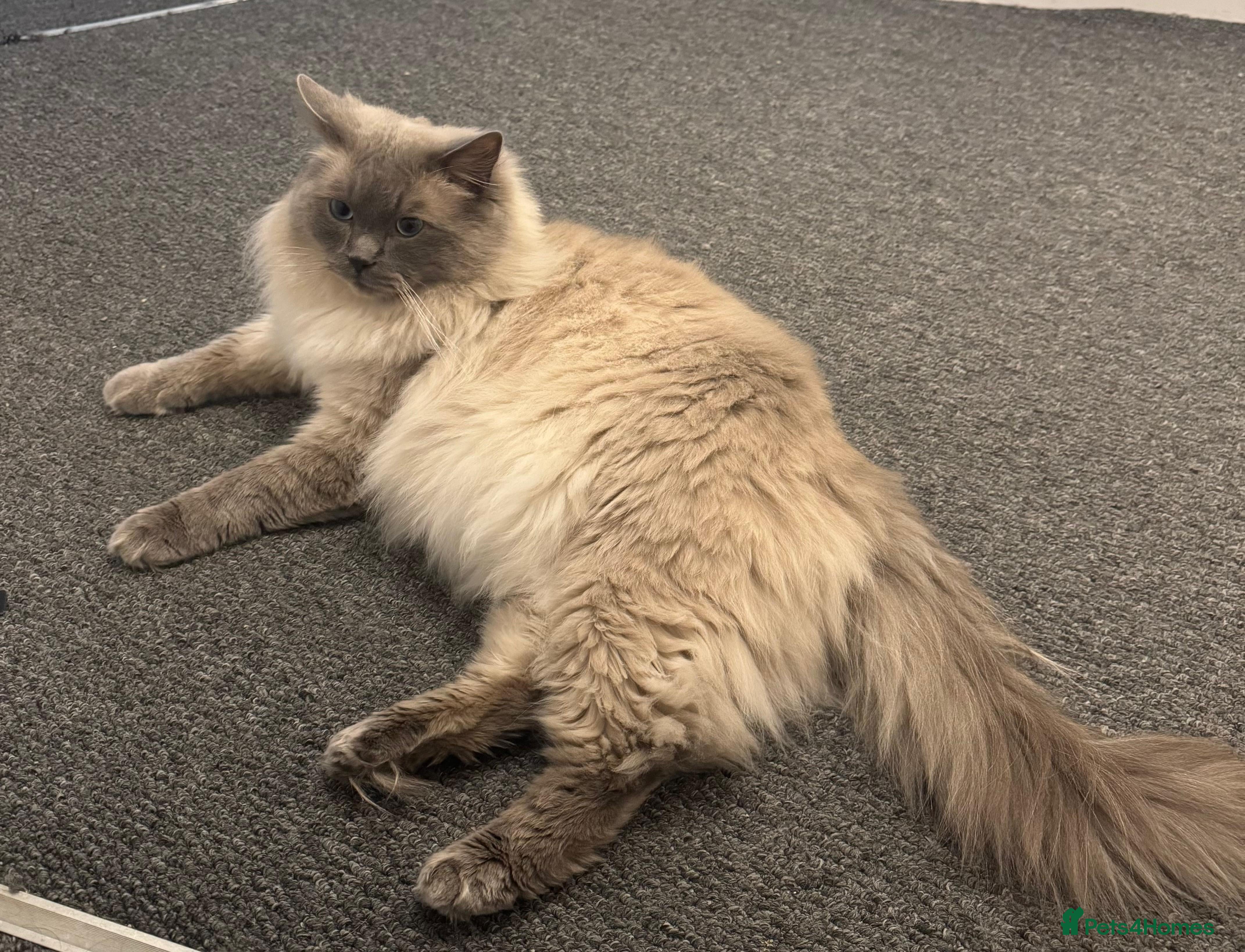 Ragdoll cats Beautiful male blue point ragdoll (not neutered) - Advert 2