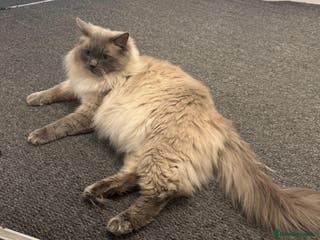 Ragdoll cats Beautiful male blue point ragdoll (not neutered) - Advert 1