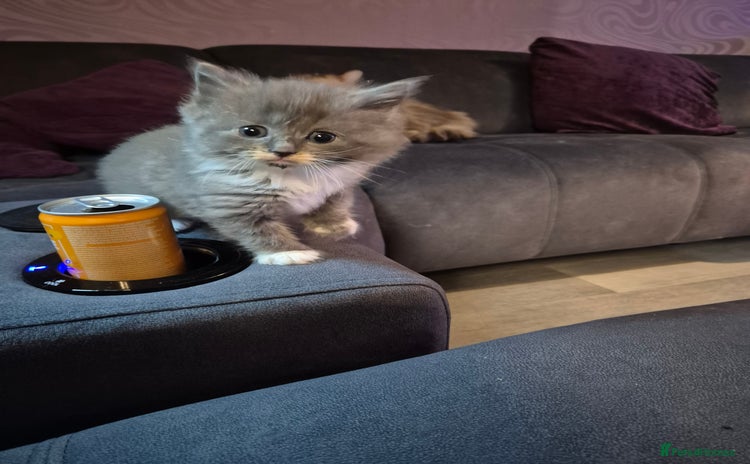 Siberian cats Last stunning Siberian doll! - Advert 9