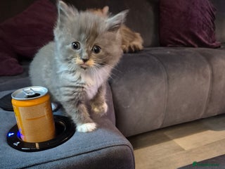 Siberian cats Last stunning Siberian doll! - Advert 2