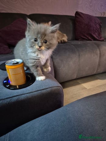 Siberian cats Last stunning Siberian doll! - Advert 9