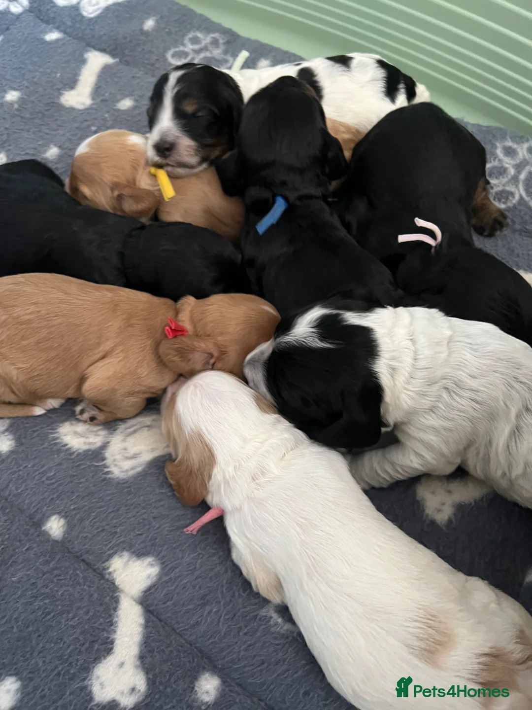 Cockapoo dogs for sale: F1B Cockerpoo Puppies - Advert 7