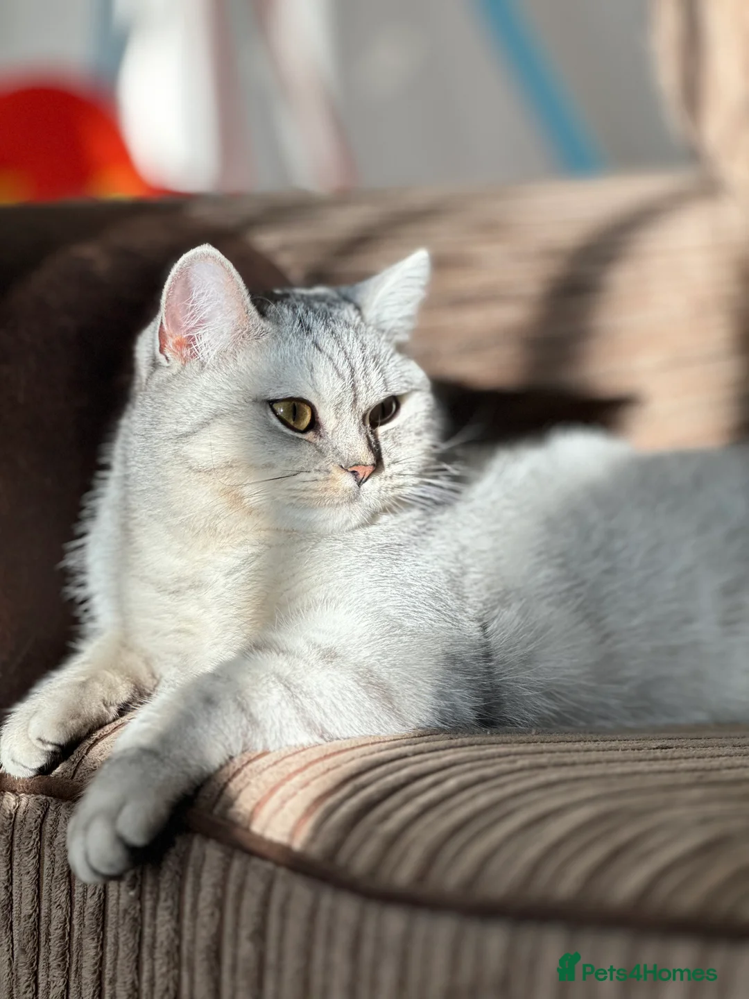 British Shorthair cats for sale: Kitten British shorthair 🧸🤍 - Advert 2