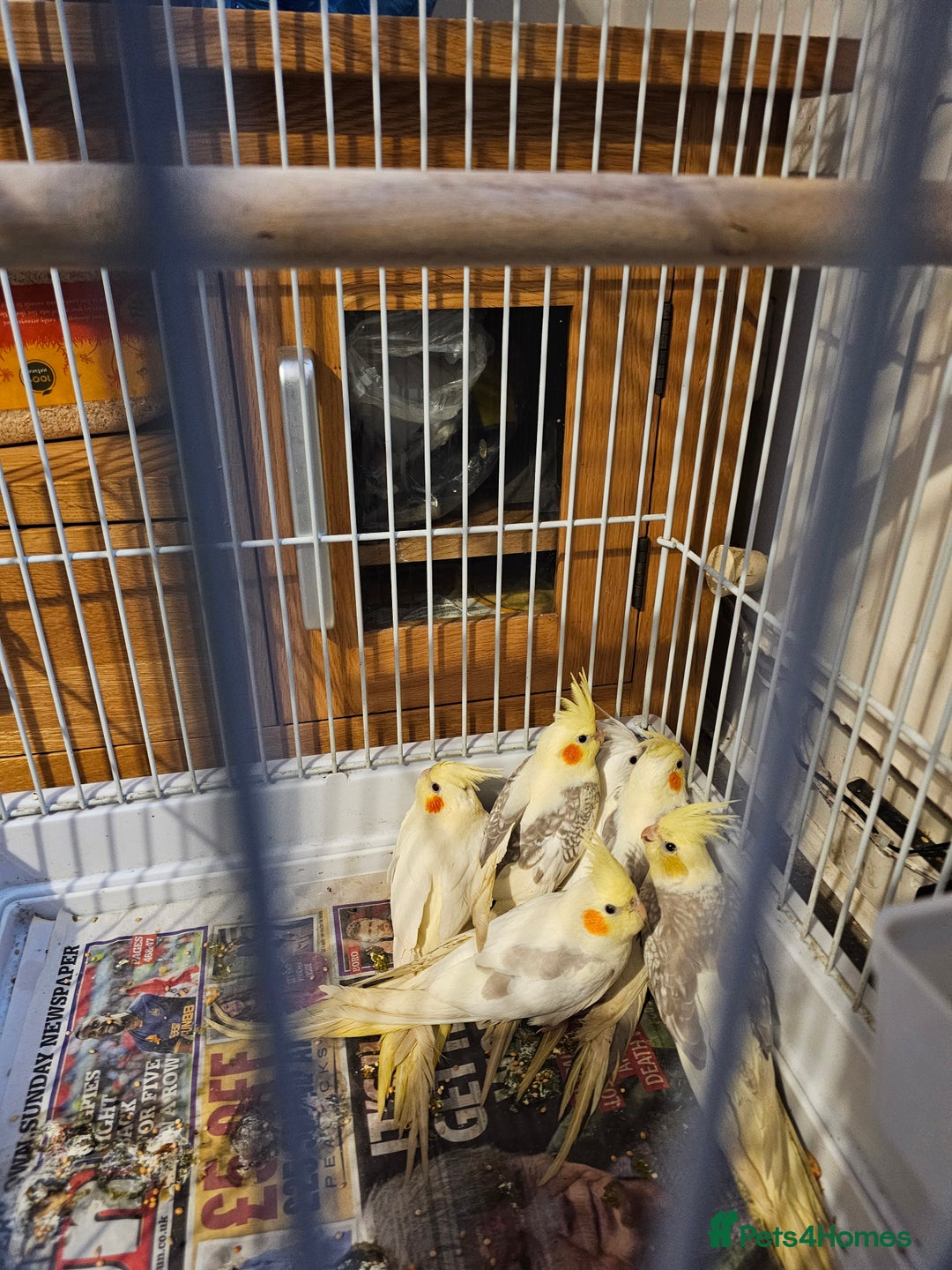 Cockatiels birds for sale: Cockatiel - Advert 5