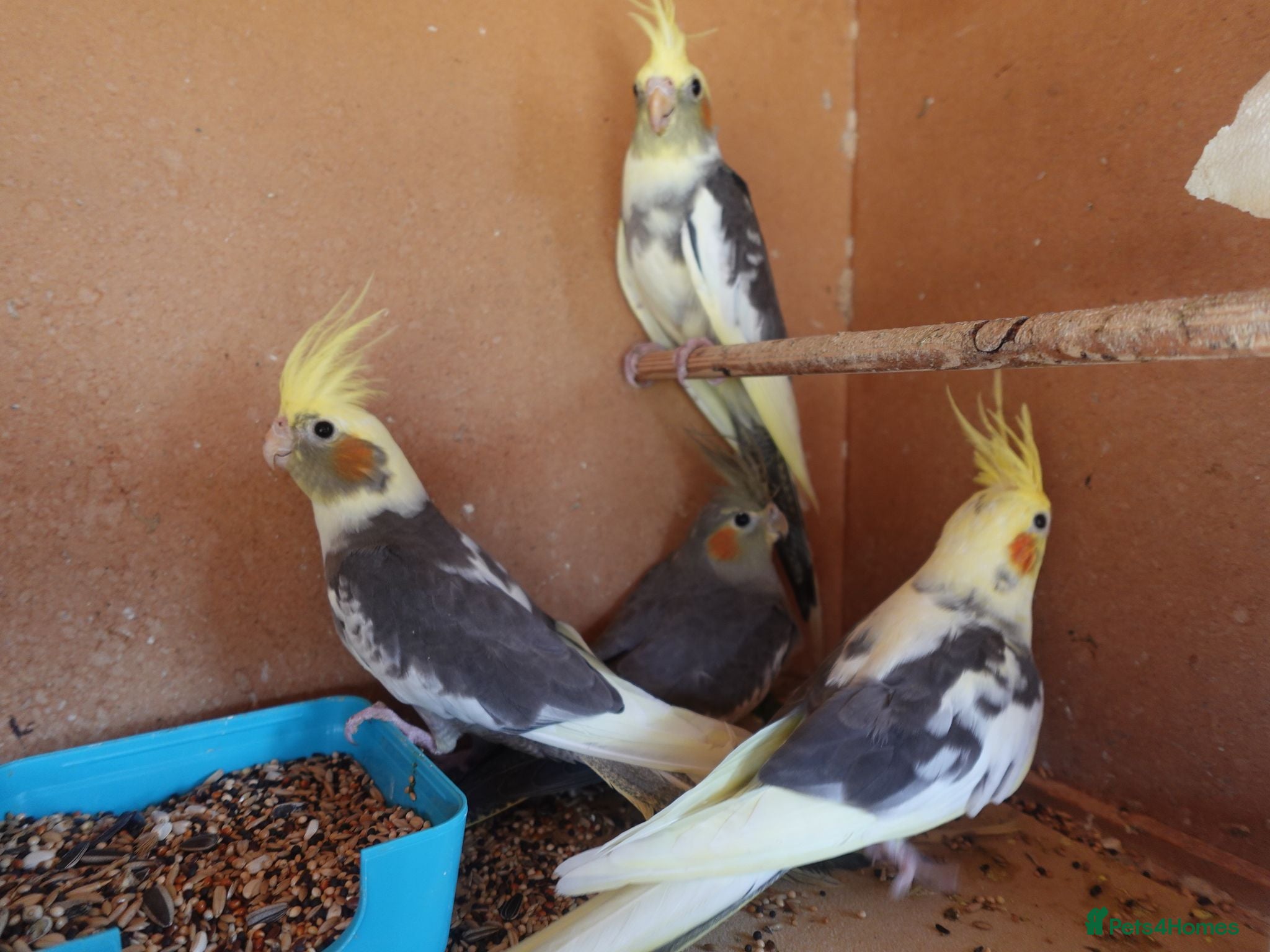 Cockatiels birds 12-16 Week Old COCKATIELS FOR SALE - Advert 1