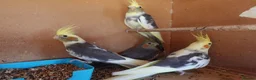 Cockatiels birds for sale: 12-16 Week Old COCKATIELS FOR SALE - Advert 1